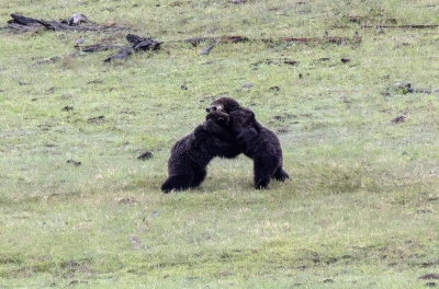 Grizzly Bears Fairy Falls Parking Lot 2025